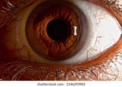 Macro photography of eye anatomy