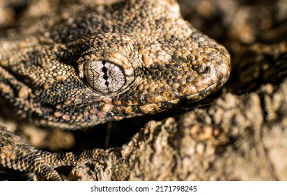 Macro Photography Eye Of A Lizard