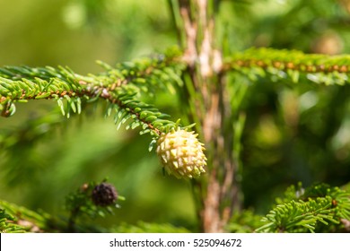 Gymnosperms Images