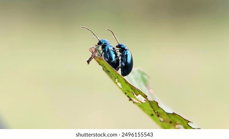 Macro photography of flea beetles or altica mating. flea beetles in the subfamily Galerucinae.