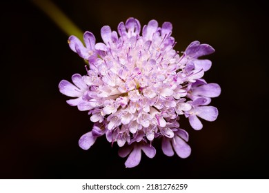 Macro photography of a flower