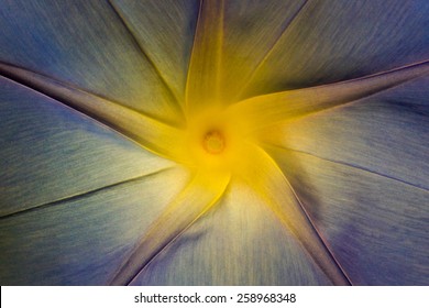 Macro Photography Of A Flower