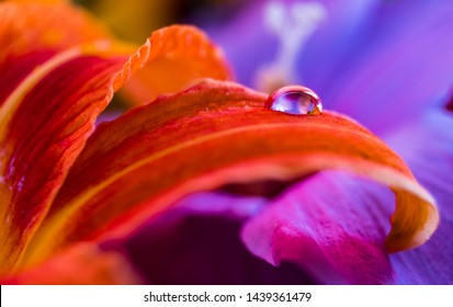 Macro Photography Of Flowers : Water Droplets Refraction 