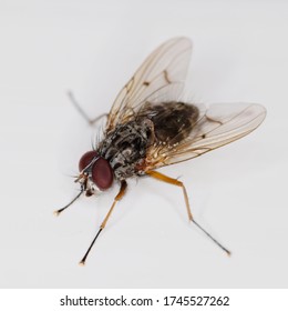 Macro-photographie d'une mouche