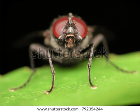 macro photography of fly with dark red eyes on green leaf with black background