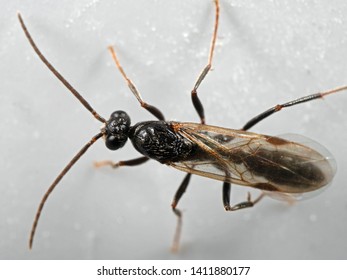 Macro Photography of Flying Ant on The Floor