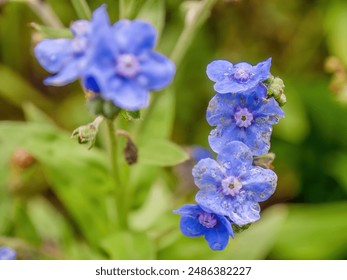 Macro photography of forget-me-not flowers with dew drops, captured in a garden near the colonial town of Villa de Leyva in centrlal Colombia. - Powered by Shutterstock
