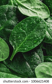 Macro Photography Of Fresh Spinach. Concept Of Organic Food.