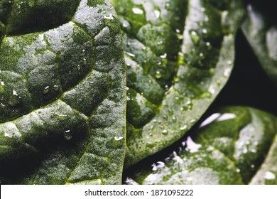 Macro Photography Of Fresh Spinach. Concept Of Organic Food. Healthy Foods, Vegan. Eco Food. Detox