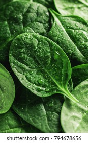 Macro Photography Of Fresh Spinach. Concept Of Organic Food.