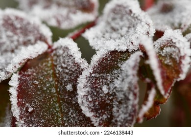 Macro photography of a frosted leafs - Shutterstock ID 2246138443