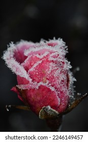 Macro photography of frosted red rose petals - Shutterstock ID 2246149457