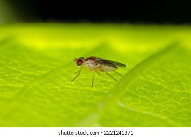 Macro Photography Of Fruit Fly On Green Leaf.