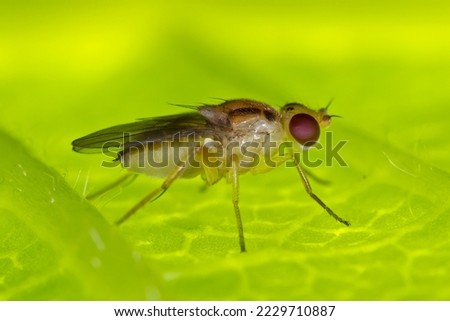 Macro photography of fruit fly on green leaf.