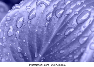 Macro photography of the glossy leaf with rain drops,colored in trendy 2022 color. - Shutterstock ID 2087988886