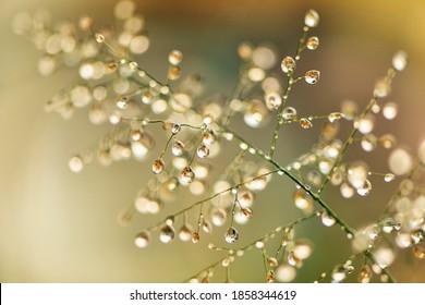 Macro Photography Of Green Grass With Dew Drops In The Sunshine. Fresh Morning Dew On Spring Grass, Abstract Nature Background.