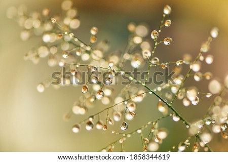 Macro photography of green grass with dew drops in the sunshine. Fresh morning dew on spring grass, abstract nature background.