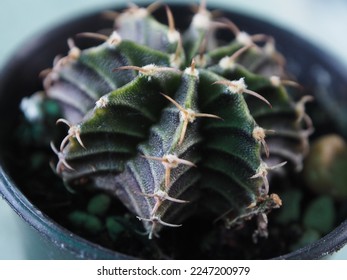 macro photography green leaf cactus stone rose show focus point shallow depth of field - Shutterstock ID 2247200979