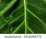 macro photography of green leaf struture on a textured background