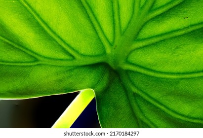 Macro Photography Of Green Leaf Vain Texture