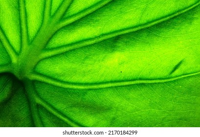 Macro Photography Of Green Leaf Vain Texture