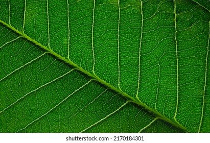 Macro Photography Of Green Leaf Vain Texture