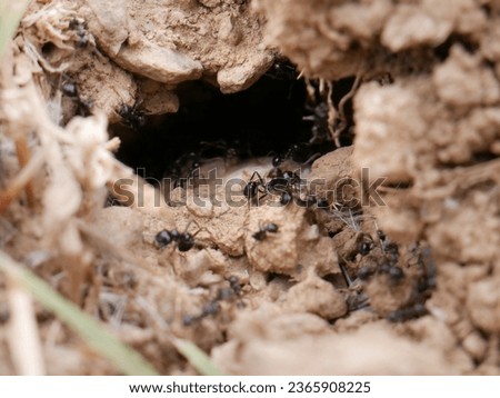 macro photography of a group of black ants working together in their anthill made in the dirt of the road.