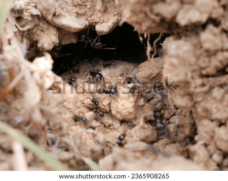 macro photography of a group of black ants working together in their anthill made in the dirt of the road
