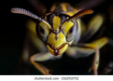 8,900 Wasp head Images, Stock Photos & Vectors | Shutterstock