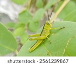 the macro photography of hopper. a hopper on the green leaf. green hopper. small hopper. grasshopper 