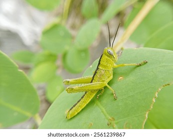 the macro photography of hopper. a hopper on the green leaf. green hopper. small hopper. grasshopper 