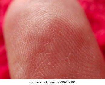 Macro Photography Of Human Fingerprint. Close Up Image Of Human Fingertip 