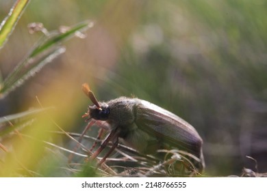 Macro Photography, Insect On A Leaf