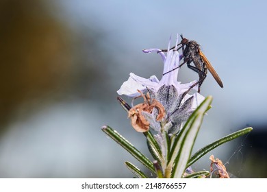 Macro Photography, Insect On A Leaf