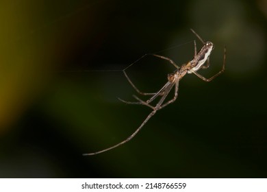 Macro Photography, Insect On A Leaf