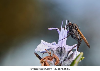 Macro Photography, Insect On A Leaf