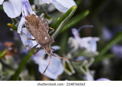 Macro Photography, Insect On A Leaf