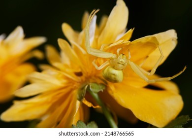 Macro Photography, Insect On A Leaf