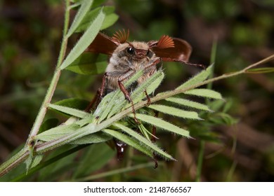 Macro Photography, Insect On A Leaf