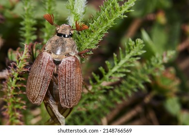 Macro Photography, Insect On A Leaf