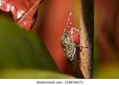 Macro Photography, Insect On A Leaf