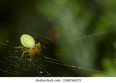 Macro Photography, Insect On A Leaf