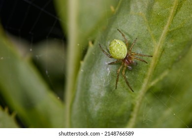 Macro Photography, Insect On A Leaf