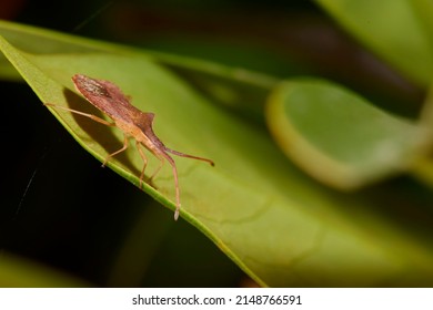 Macro Photography, Insect On A Leaf