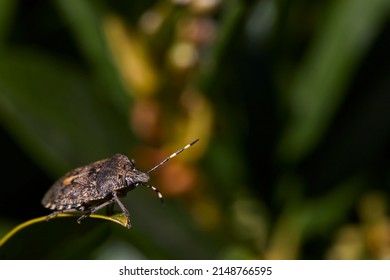 Macro Photography, Insect On A Leaf