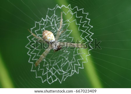 Similar – Image, Stock Photo Garden snail XV