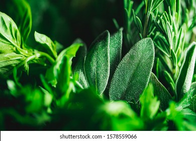 Macro Photography Of Kitchen Herbs Like Sage, Rosemary, Parsley, Dill And Basil.