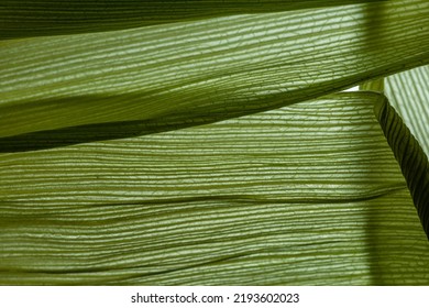 Macro Photography Of Leaf Texture (corn Leaf), You Can See Cells