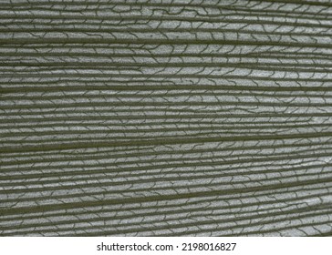 Macro Photography Of Leaf Texture - You Can See Cells