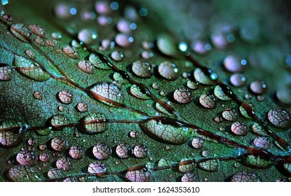 Macro Photography Of A Leaf With Water Droplets.